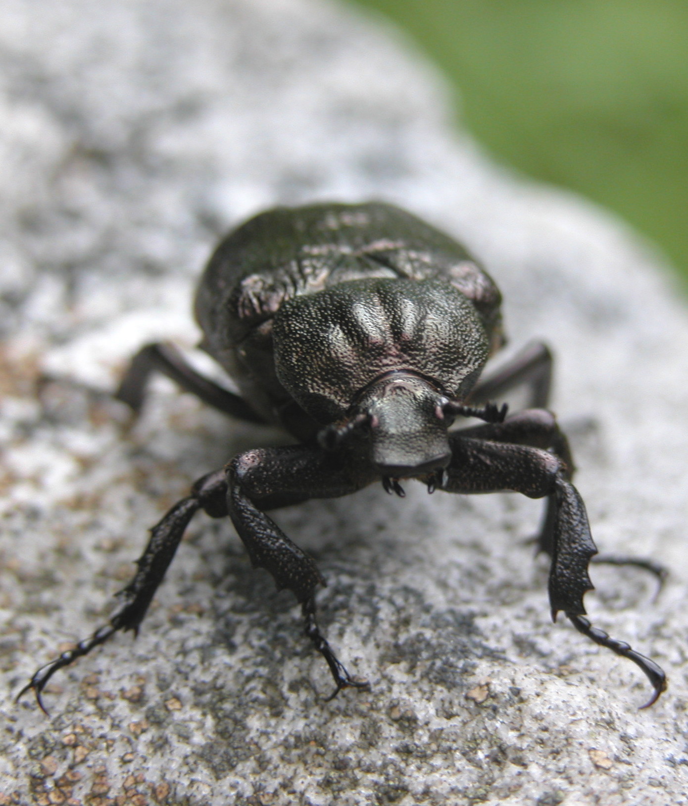 Invasive Pest Solutions™ Invasive Pest Solutions™